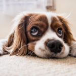 Tips on Cleaning Up After Pets