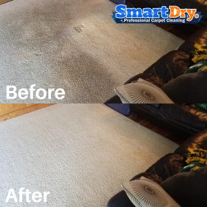 Home-Carpet-Cleaning-Service-San-Diego-Pet-Stain-Removal