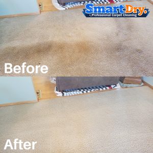 How-to-Carpet-Cleaning-Service-San-Diego-Pet-Odor-Removal