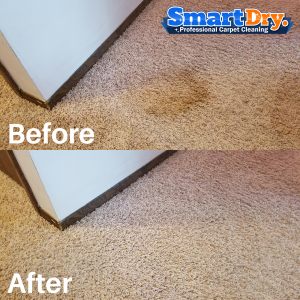 Insured-Carpet-Cleaning-Service-San-Diego-Cheap-Carpet-Cleaning